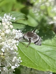 Bombylius incanus
