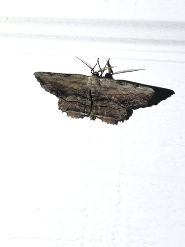 Common Lytrosis Moth photo 6
