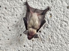 Vespertilionidae