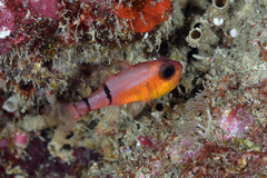 Apogon townsendi