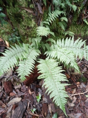 Asplenium bulbiferum