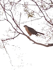 Accipiter cooperii