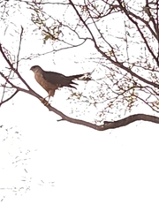Accipiter cooperii