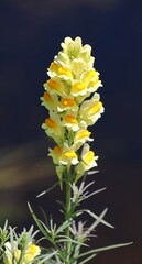 Linaria vulgaris