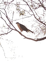 Accipiter cooperii