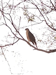 Accipiter cooperii