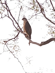 Accipiter cooperii