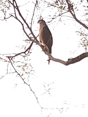 Accipiter cooperii