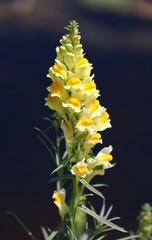 Linaria vulgaris
