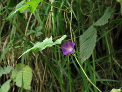 Ipomoea dumetorum