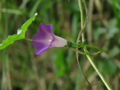 Ipomoea dumetorum