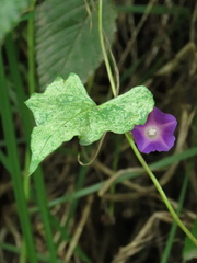 Ipomoea dumetorum