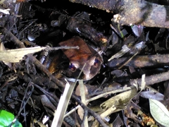 Leptodactylus pentadactylus