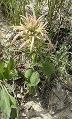 Castilleja sessiliflora