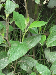 Varronia cylindrostachya