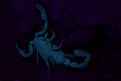 Centruroides suffusus