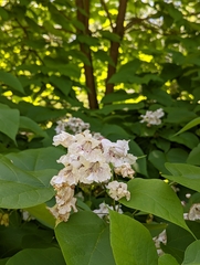 Catalpa