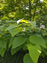 Catalpa
