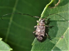 Hyperplatys maculatus