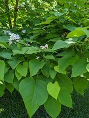 Catalpa