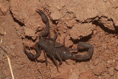 Centruroides suffusus