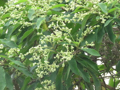 Lippia hirsuta
