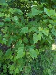 Vitis riparia