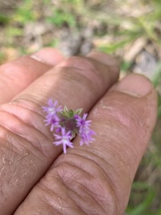 Polygala incarnata