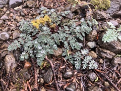 Lomatium martindalei