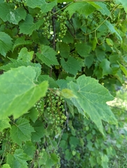 Vitis riparia
