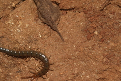 Scolopendra viridis