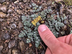 Lomatium martindalei