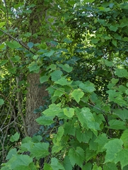 Vitis riparia