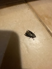 Agrilus cuprescens