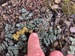 Lomatium martindalei