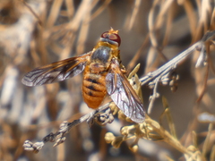 Poecilanthrax eremicus