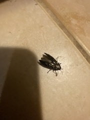 Agrilus cuprescens