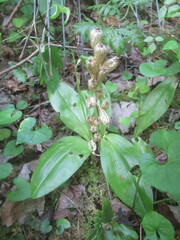 Liparis loeselii
