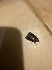 Agrilus cuprescens