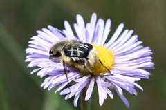 Trichiotinus assimilis