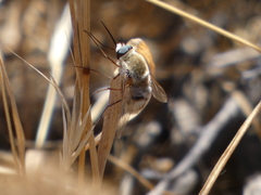 Heterostylum robustum