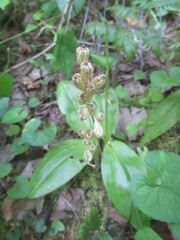 Liparis loeselii