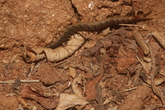 Scolopendra viridis
