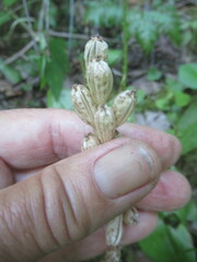 Liparis loeselii