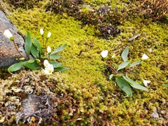Claytonia multiscapa pacifica