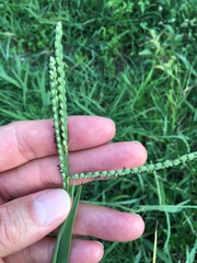 Paspalum pubiflorum pubiflorum