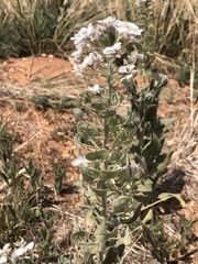 Dimorphocarpa candicans