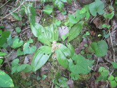 Liparis loeselii