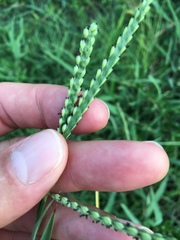 Paspalum pubiflorum pubiflorum