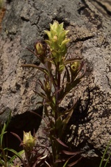 Orthocarpus cuspidatus